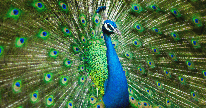 मोर निबंध | Essay on Peacock in Marathi for Students